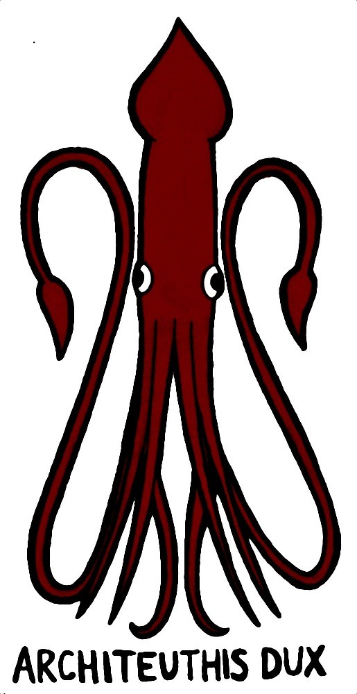 515x1000 Giant Squid (Architeuthis Dux) By Alogism Redbubble