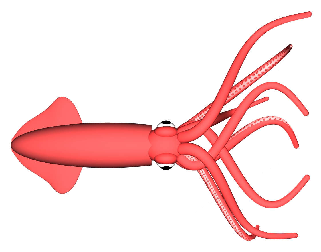 1122x880 Cephalopods