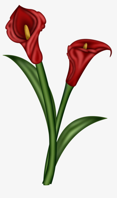 473x800 Red Ginger Flower, Ginger Flower, Red, Simple Png Image