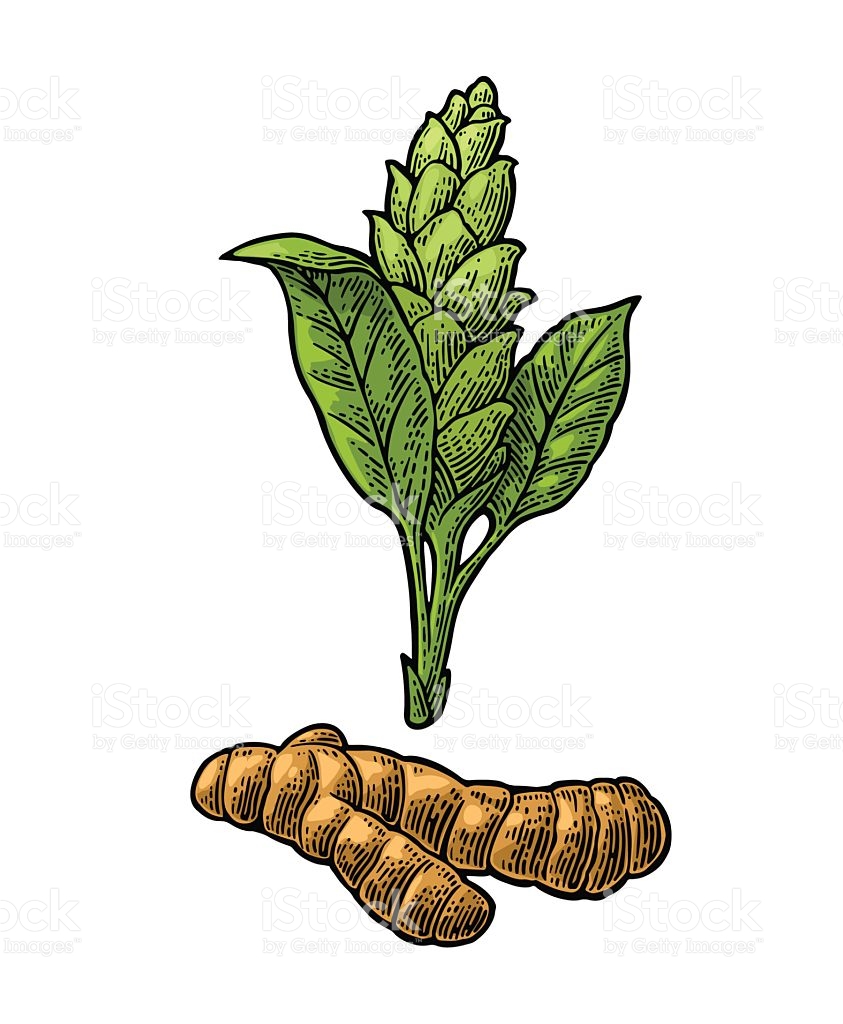 843x1024 Turmeric Clipart Ginger Plant