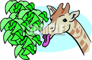 300x195 Giraffe Eating Leaves