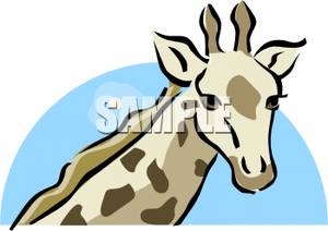 300x212 The Head Of A Young Giraffe Clipart Picture