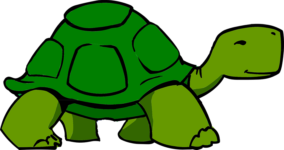 960x508 Tortoise Clipart Reptile