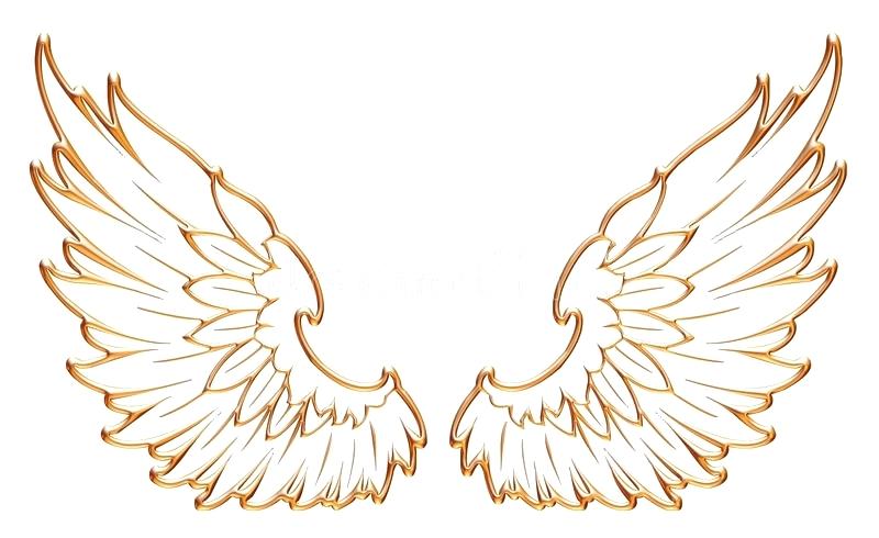 800x490 Golden Eagle Clip Art Download Golden Eagle Wing Isolated On White