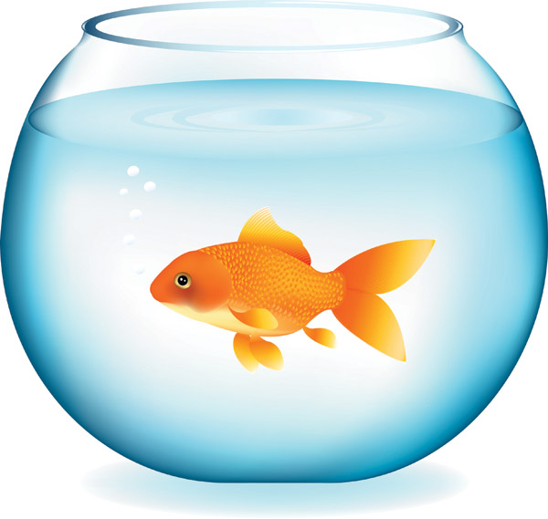 600x569 Goldfish Clipart Goldfish Clipart Clip Art For Students