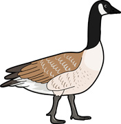 176x180 Goose Clip Art Free Clipart Panda