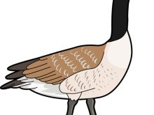 220x165 Goose Clip Art Top 78 Goose Clipart Free Clipart Image Music
