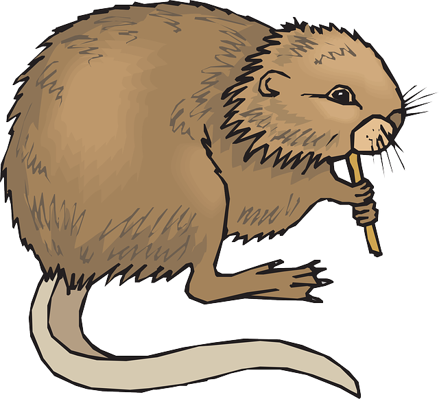 640x582 Beaver Clipart Nutria