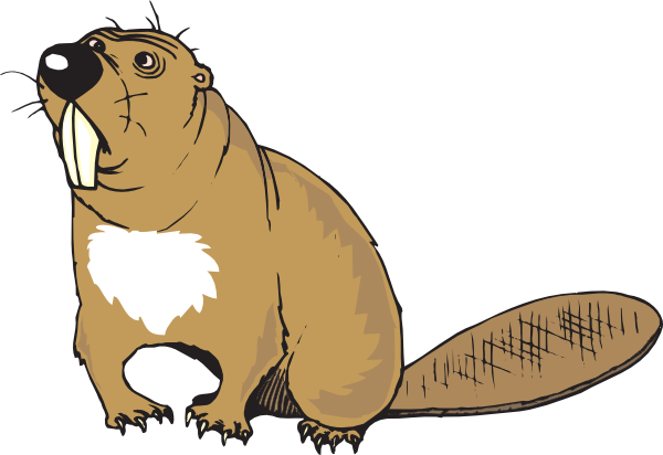 600x412 Confused Beaver Cartoon Confused And Clip Art