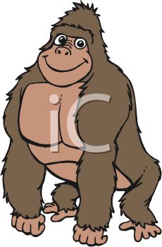 230x350 Picture Of Young Gorilla Standing On White Background In