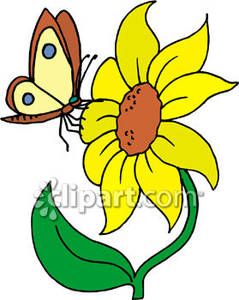 239x300 Sunflower Pencil Drawing Clipart Panda