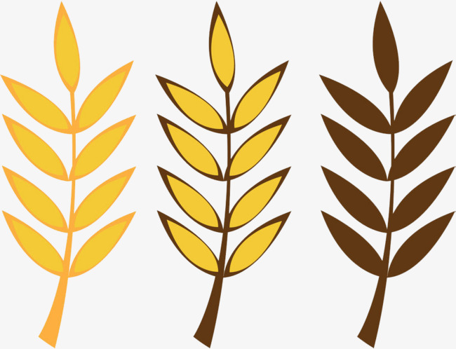 650x498 Grains Of Wheat, Wheat, Botany, Grain Png Image And Clipart