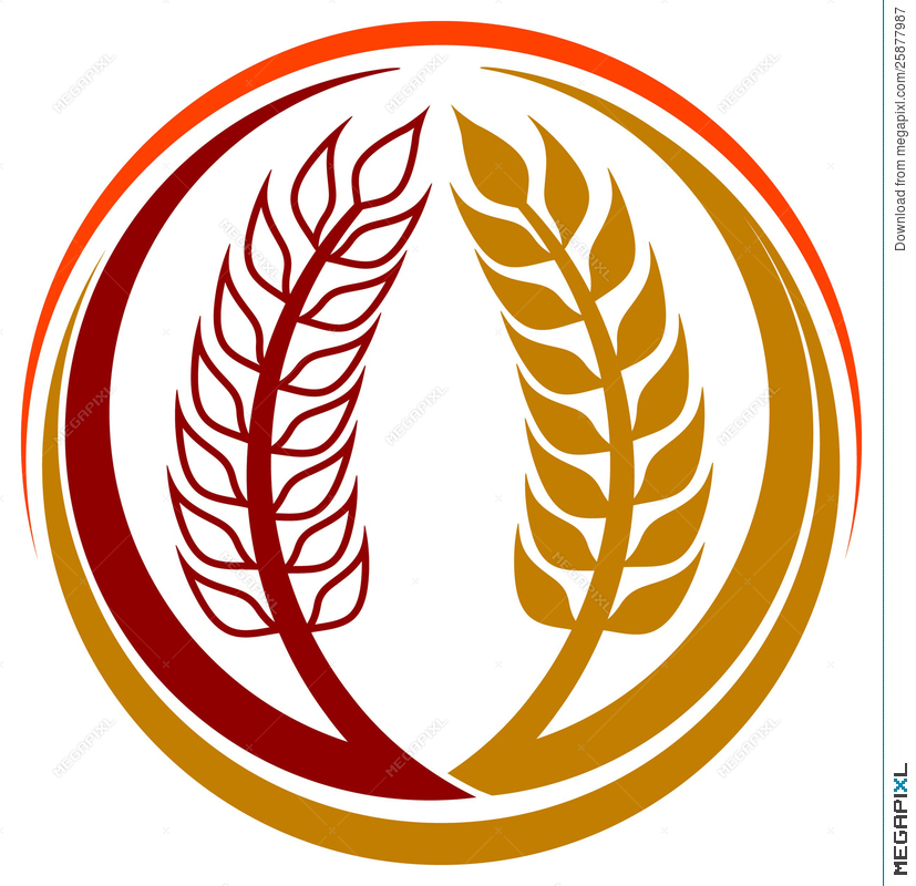 827x800 Wheat Grains Logo Illustration 25877987