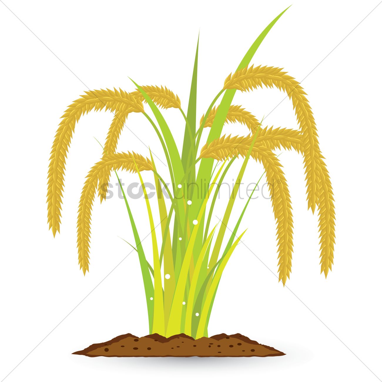 1300x1300 Wheat Grains Plant Vector Image