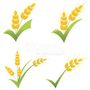 300x300 Whole Wheat Grain Symbol On Green Check Clipart Icons Stock