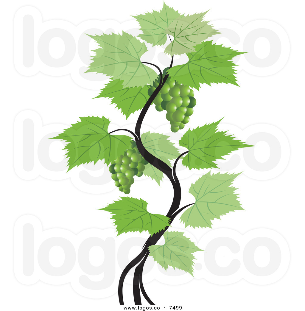 1024x1044 Grape Vines Clip Art Clipart Panda