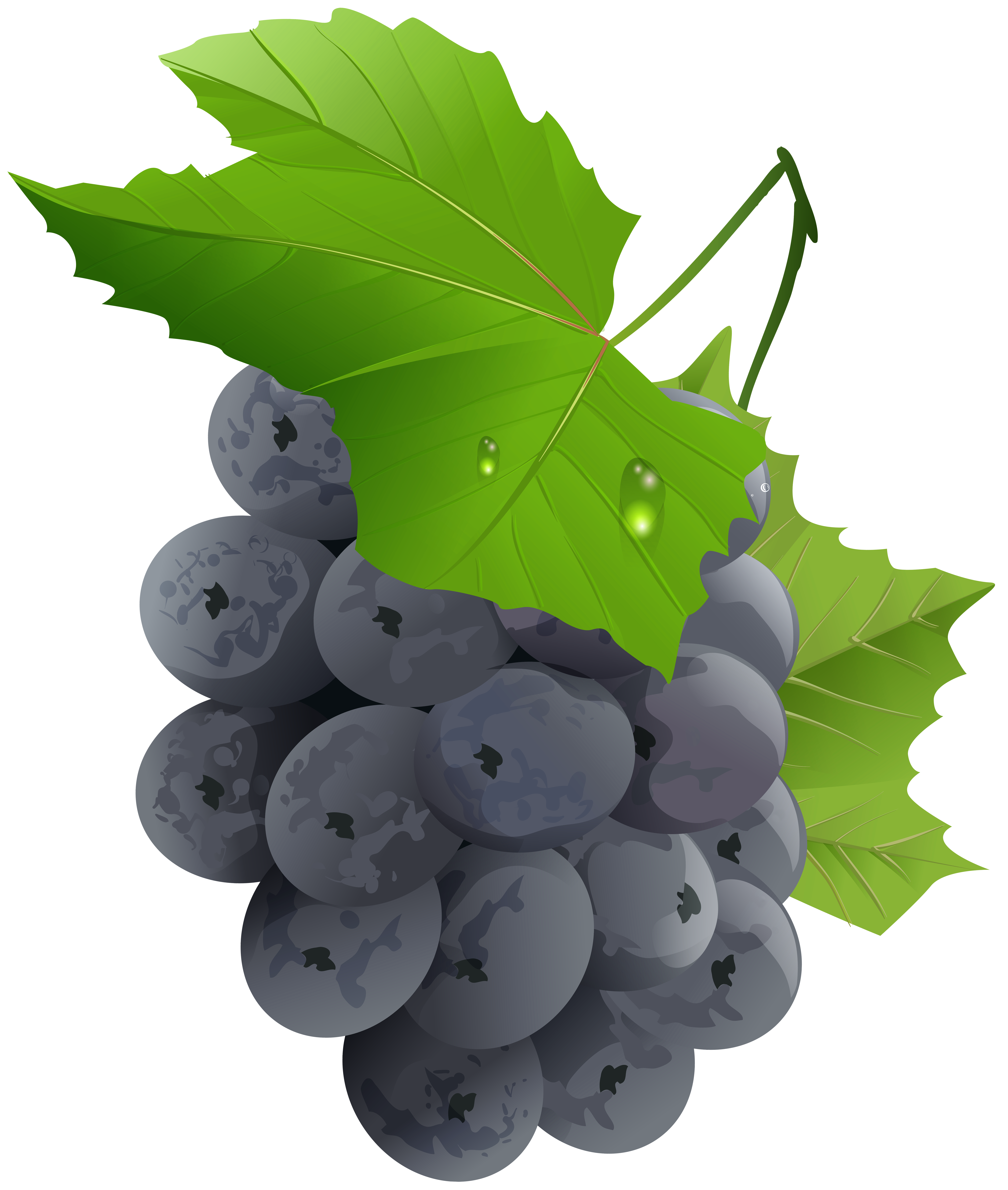 6780x8000 Grapes Transparent Png Clip Art Imageu200b Gallery Yopriceville