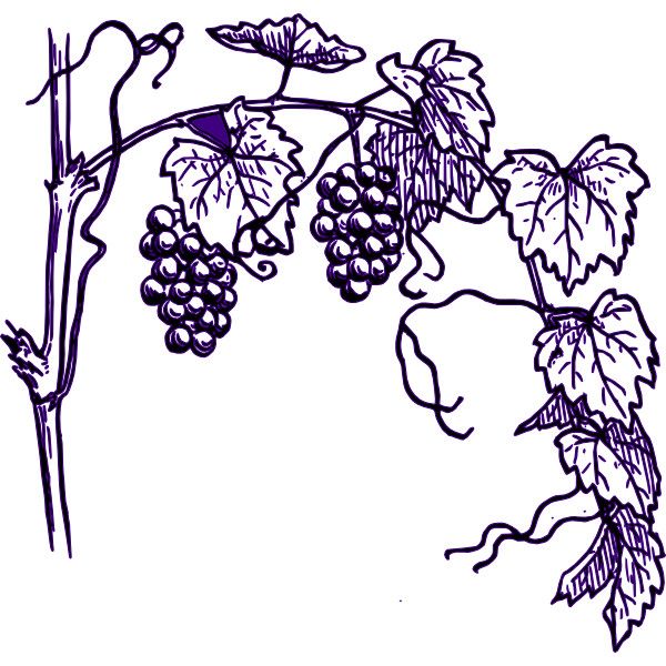 600x600 Purple Grape Vine Clip Art Liked On Polyvore All Things