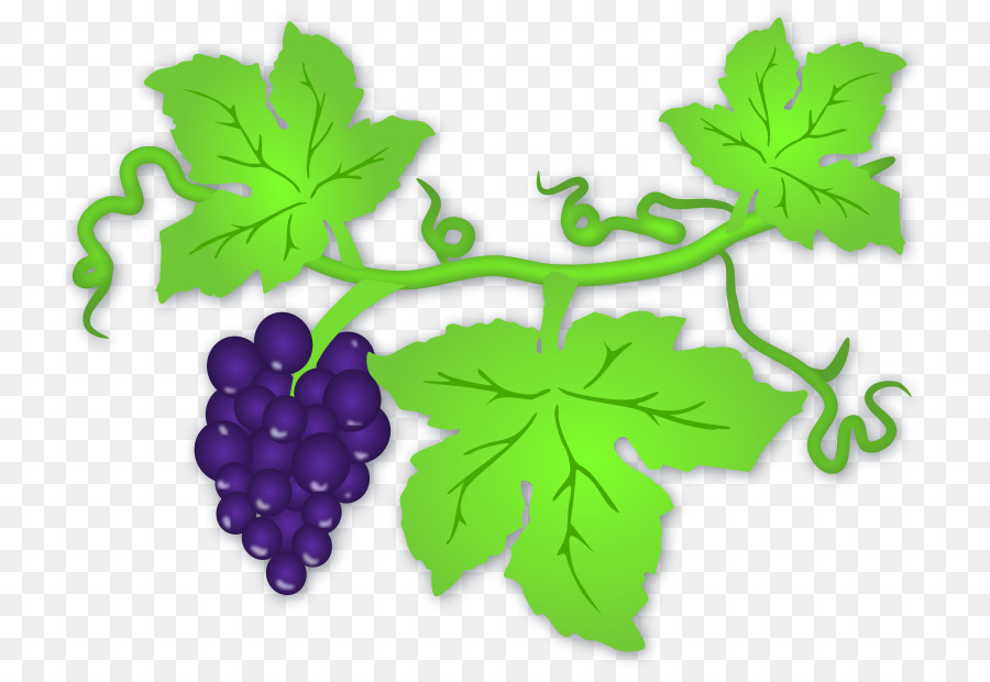 900x620 White Wine Common Grape Vine Clip Art