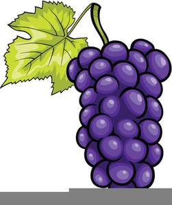 251x300 Purple Grapes Clipart Free Images