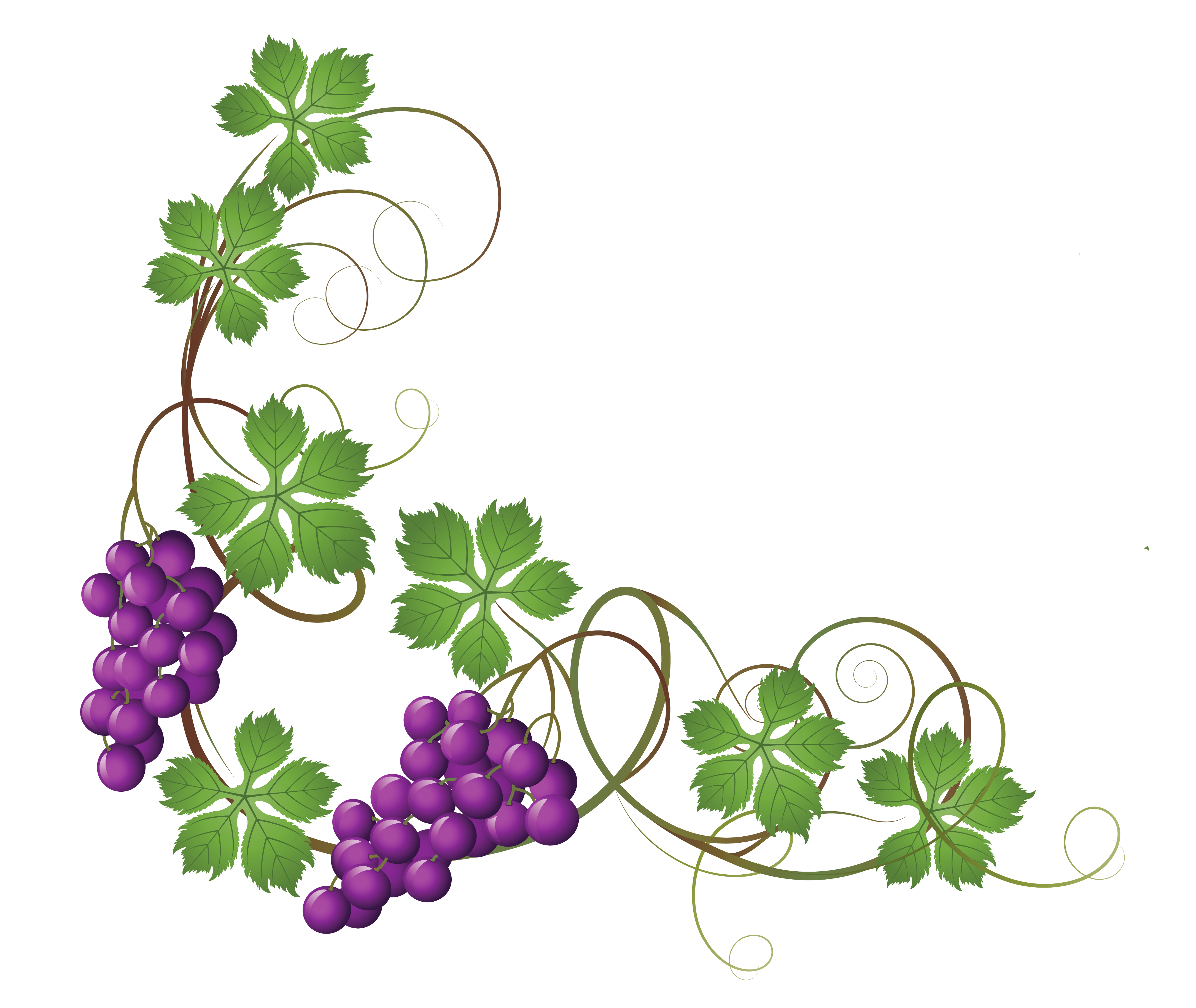 4340x3658 Transparent Vine Decoration Png Clipart Picture.png