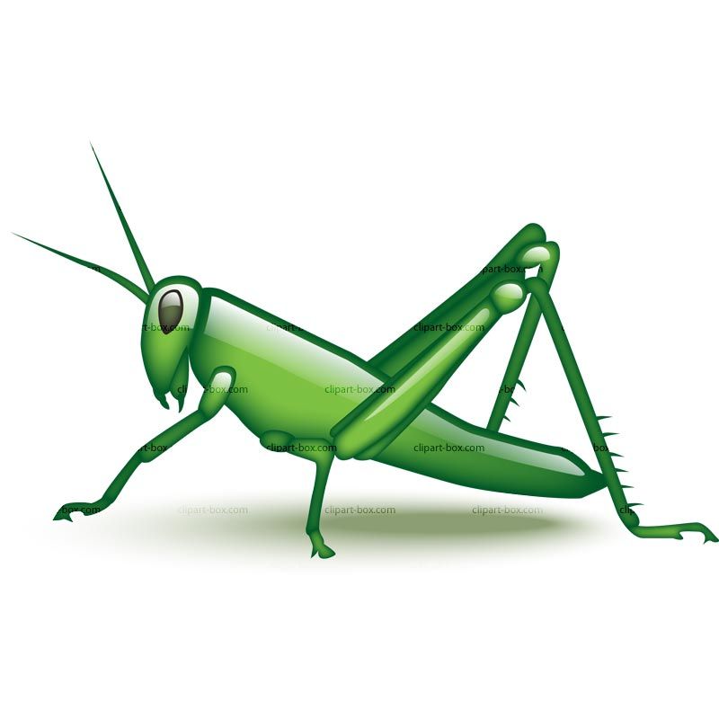 800x800 Grasshopper Clip Art Camp Ideas Clip Art, Clipart