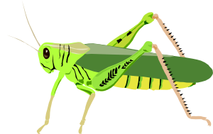 300x189 Grasshopper Locust Clip Art Free Vector 4vector