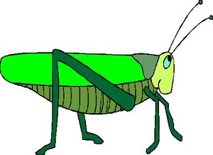 300x218 Grasshoppers Animal Graphics