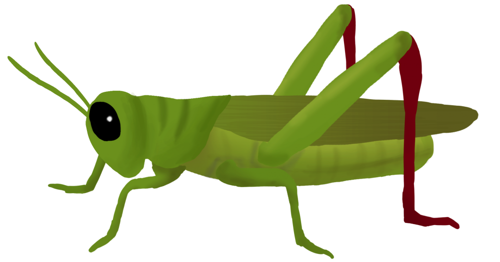 1000x525 Download Grasshopper Png Clipart 182