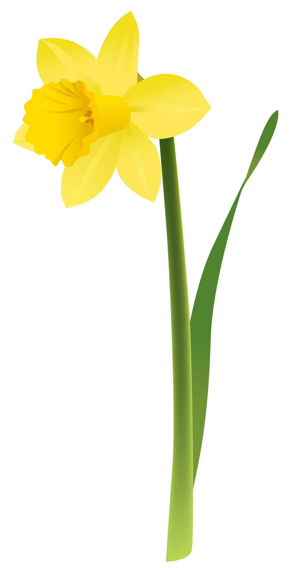 1160x2203 Yellow Daffodils Clipart Gratitude Daffodils, Clip