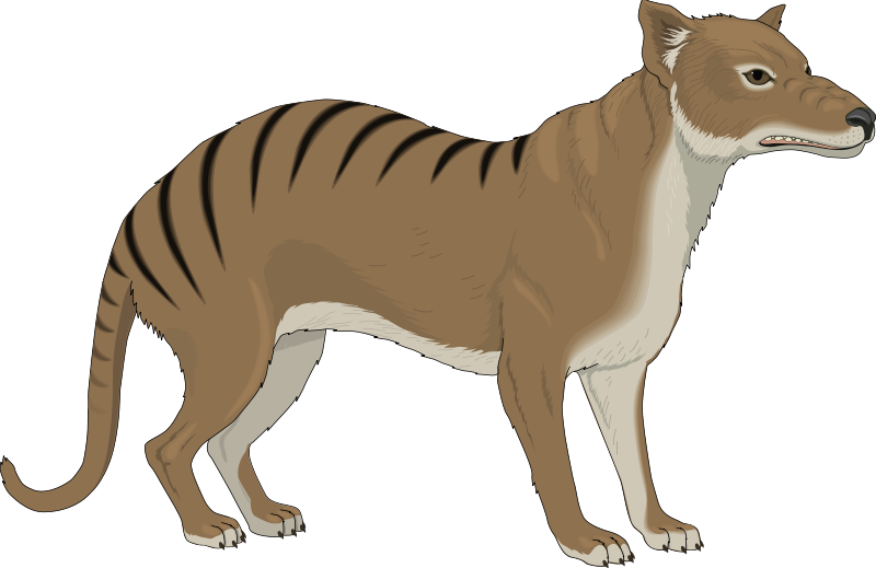 800x519 Thylacine Gray Wolf Clip Art