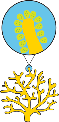 199x409 Reef Rehab Could Help Threatened Corals Make A Comeback