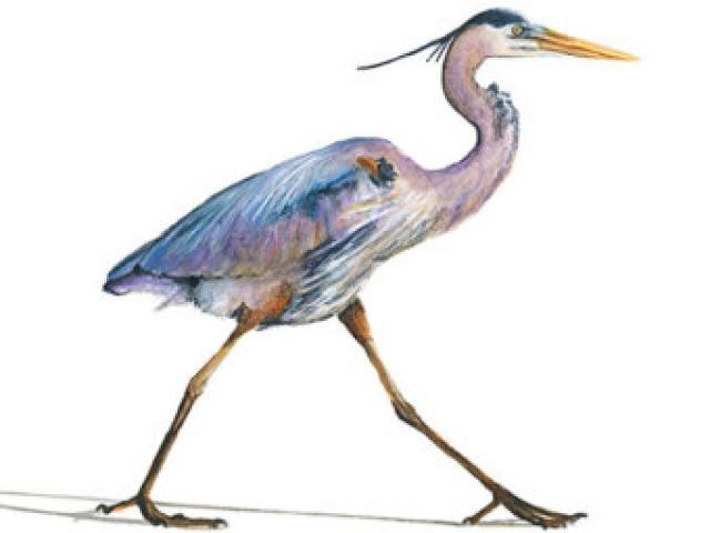 640x480 Great Blue Heron Clipart Black And White