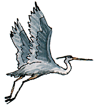 331x370 Great Blue Heron
