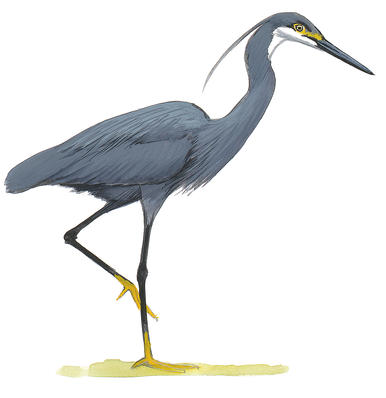 386x398 Herons, Egrets, Bitterns Audubon