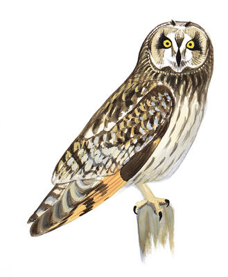 329x400 Great Grey Owl Clipart
