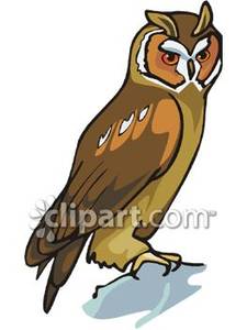 225x300 Long Eared Owl Clipart