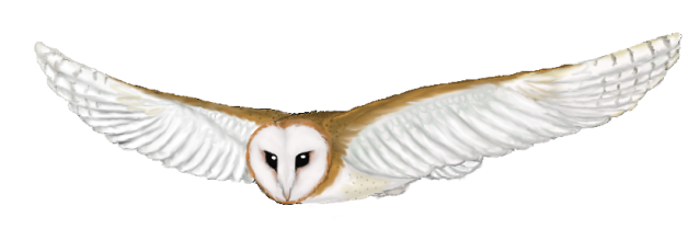 638x209 Top 91 Barn Owl Clipart