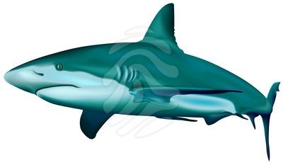 400x233 Clip Art Shark Clipart Panda