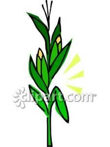 225x300 Corn Grass Clipart