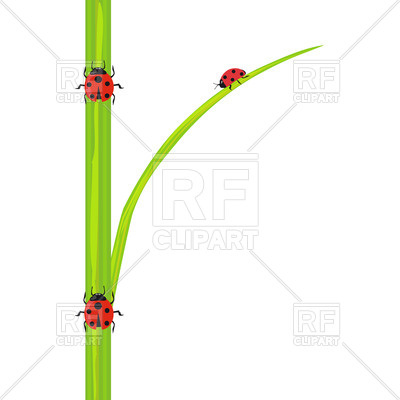 400x400 Ladybird On Stem Of Green Grass Royalty Free Vector Clip Art Image