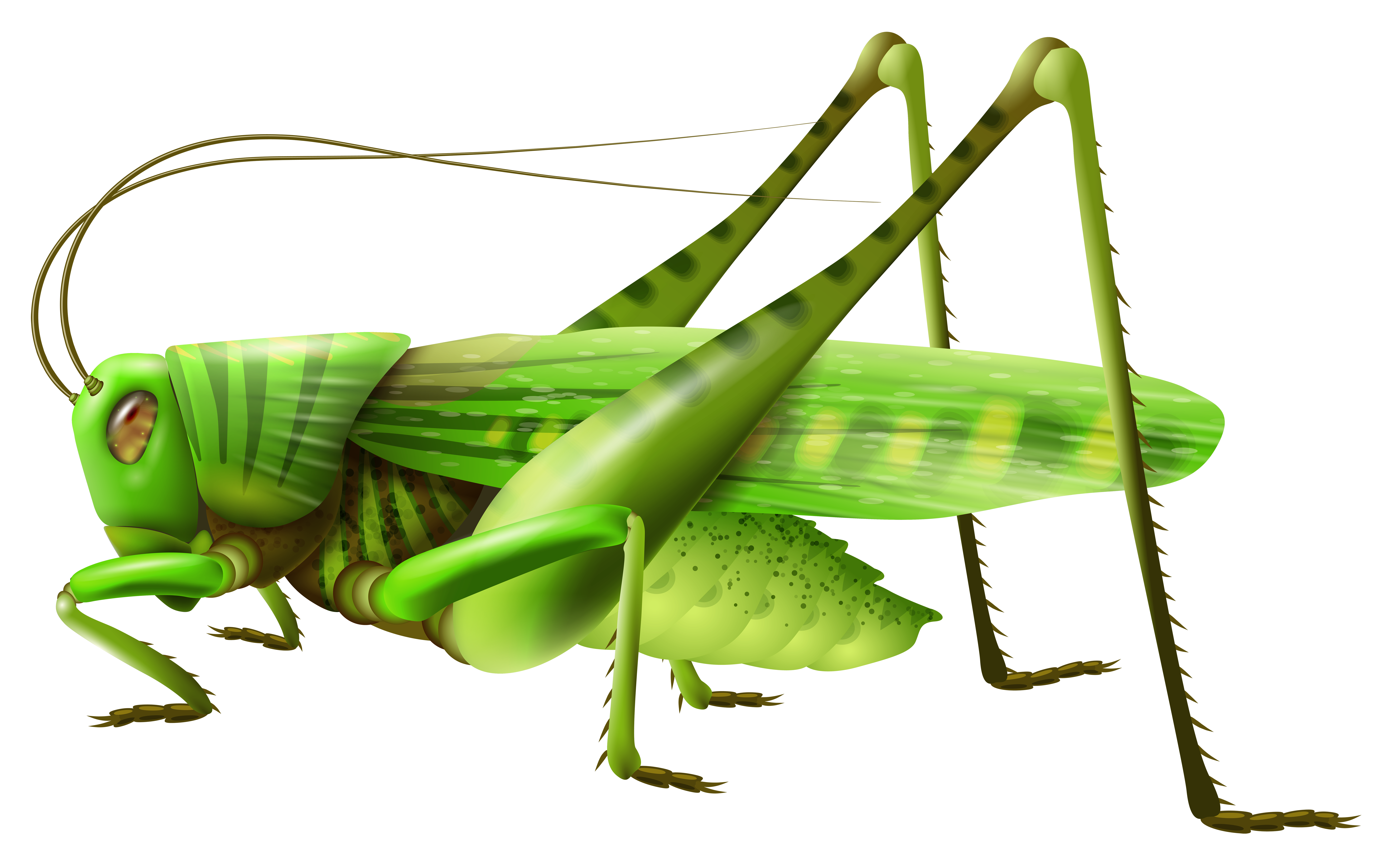 8000x5031 Top 77 Grasshopper Clip Art