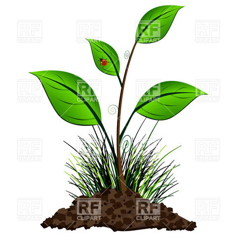 480x480 Growing Plant And Ladybug