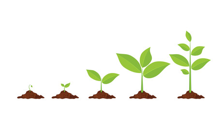 463x240 Collection Of Plant Growing Clipart High Quality, Free