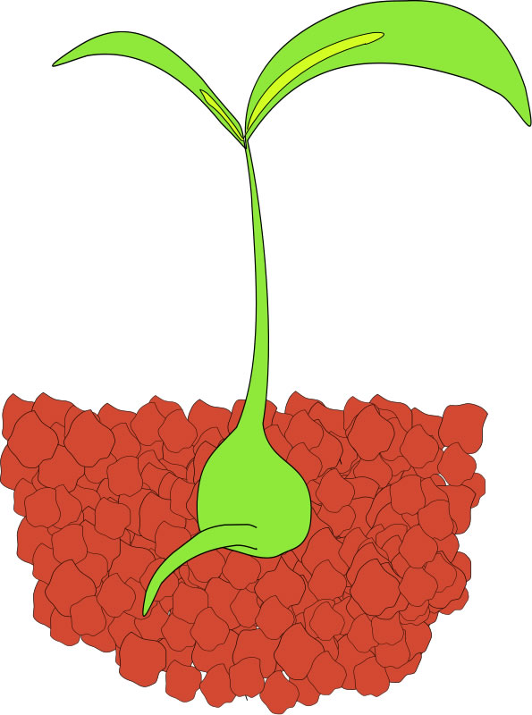595x800 Growing Clipart