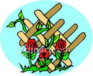 300x247 Roses Growing Up A Trellis