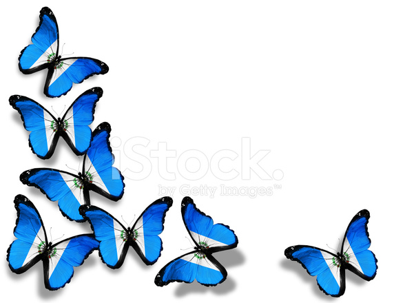 572x440 Guatemala Flag Butterflies, Isolated On White Background Stock