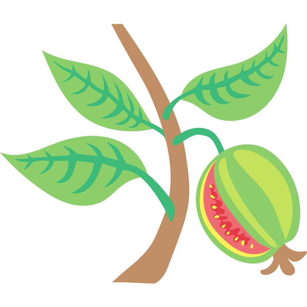1000x1000 Guava Flower Bud Clipart
