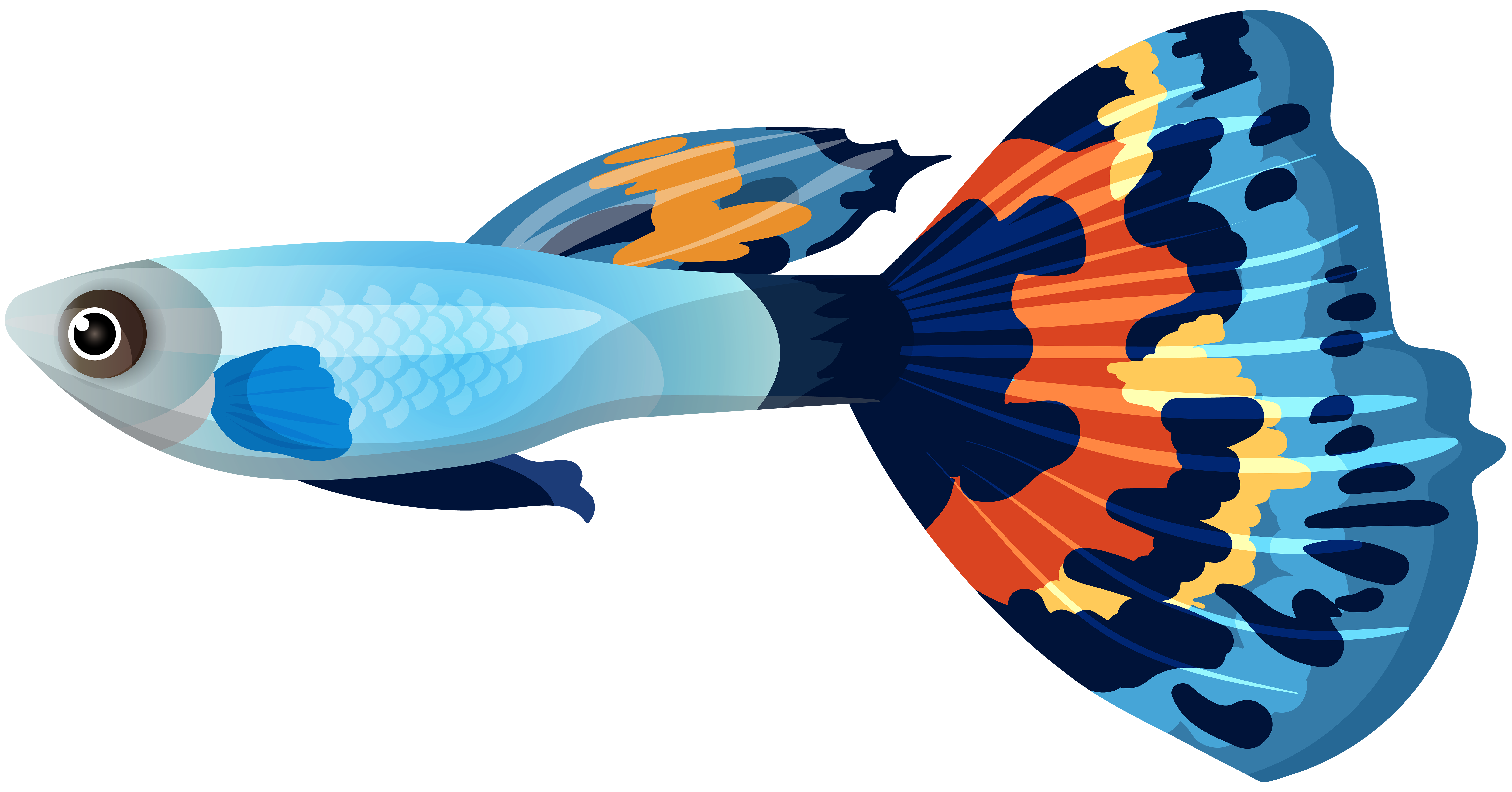 8000x4191 Male Guppy Fish Png Clip Art Imageu200b Gallery Yopriceville