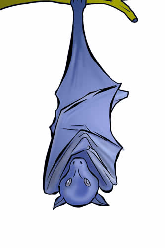 333x500 Learn About Nature Free Bat Clip Art